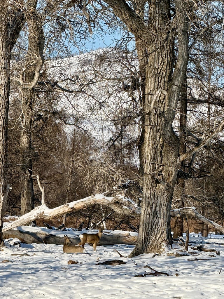 Wildlife coexists with the nomadic way of life.