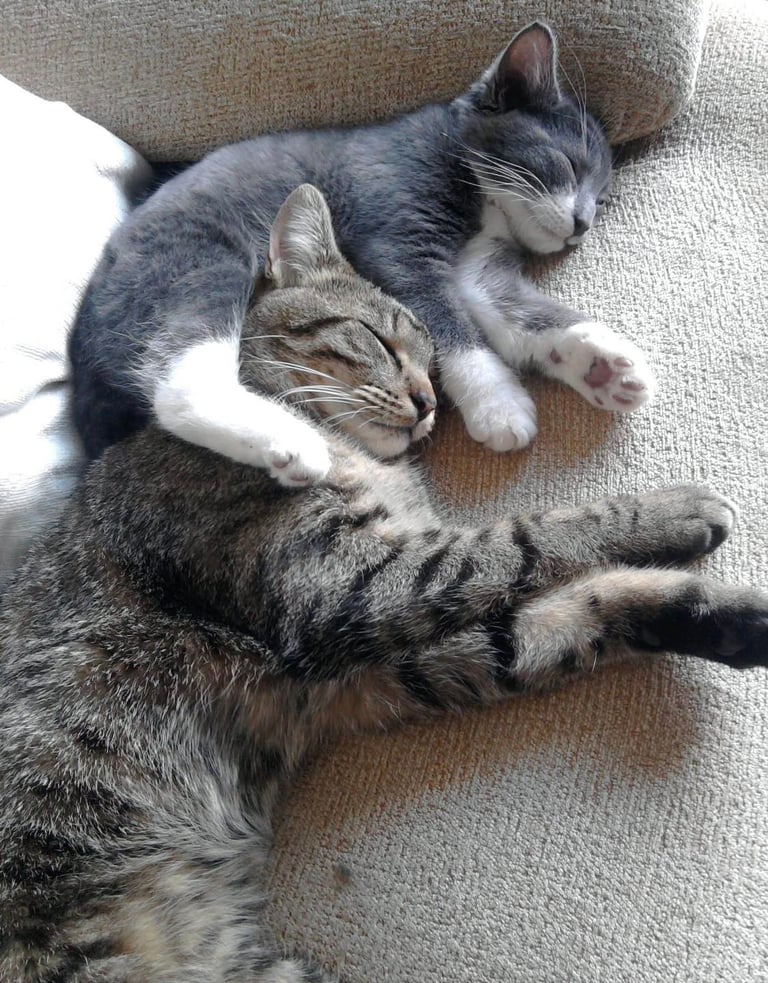 Two cats sleeping together after fuss and cuddles 