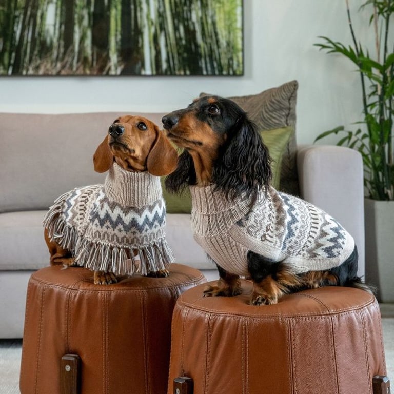 Dos adorables perros salchicha con cómodos suéteres de punto estampados, sentados en otomanas de cue