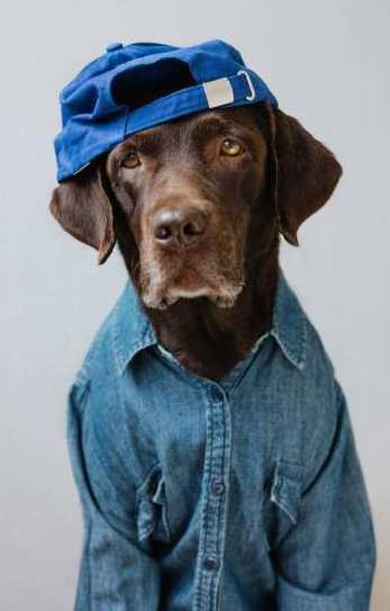 Un labrador retriever de color chocolate con una camisa vaquera azul y una gorra de béisbol al revés