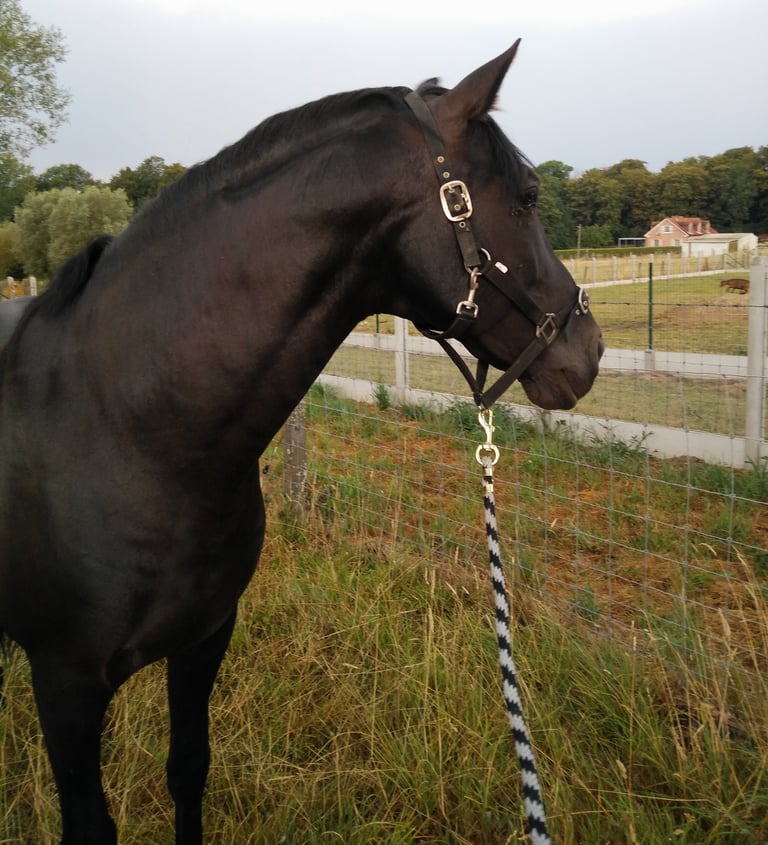 fot van een paard in een weide