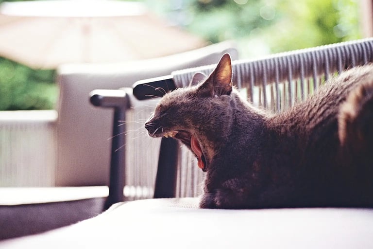 Grey cat yawning on a terrace in Amsterdam. Unedited 35mm film SOOC photography.