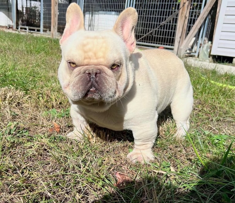 A cream-colored French Bulldog puppy standing on green grass in a sunny backyard.
