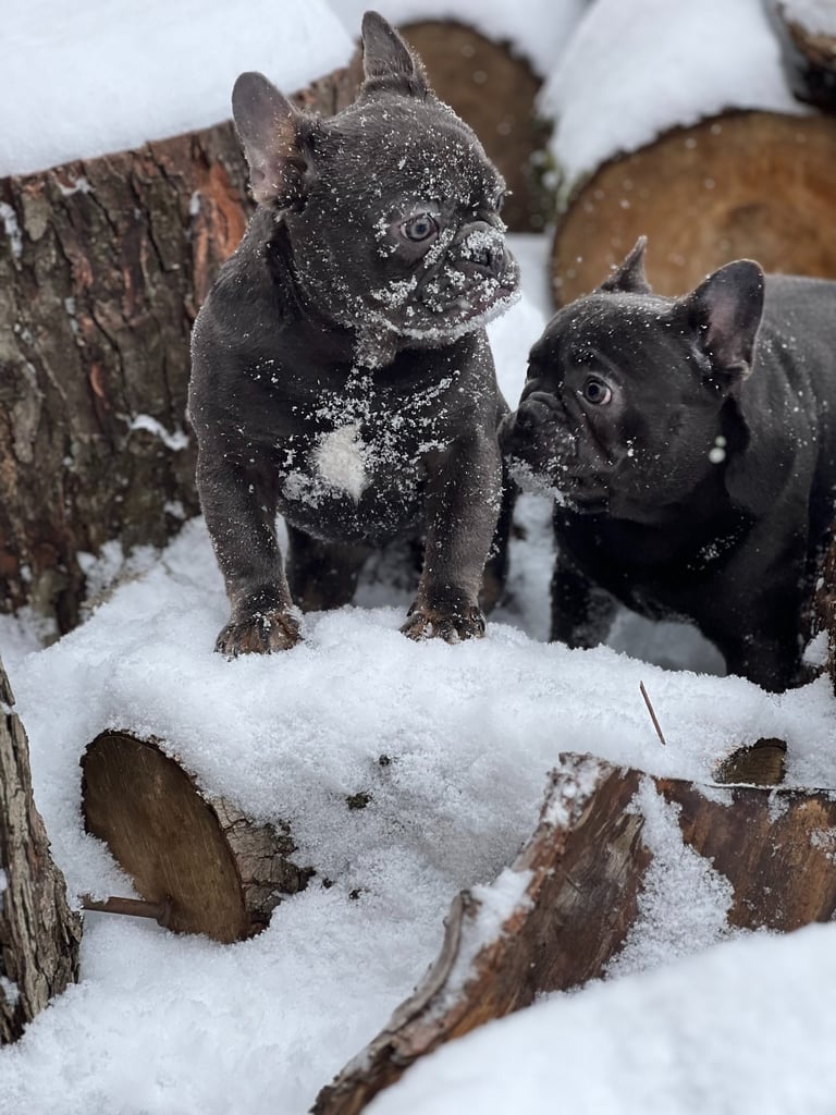 Two black French Bulldog puppies with snow on their faces playing on logs in the winter snow.