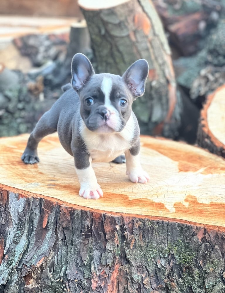 A cute blue and white French Bulldog puppy standing on a large tree stump outdoors.