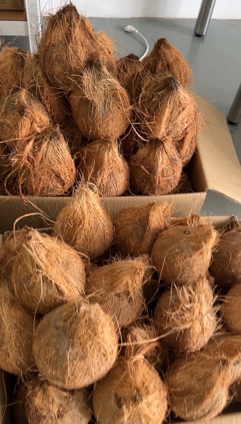 mawar coconut used for traditional coconut oil fermentation