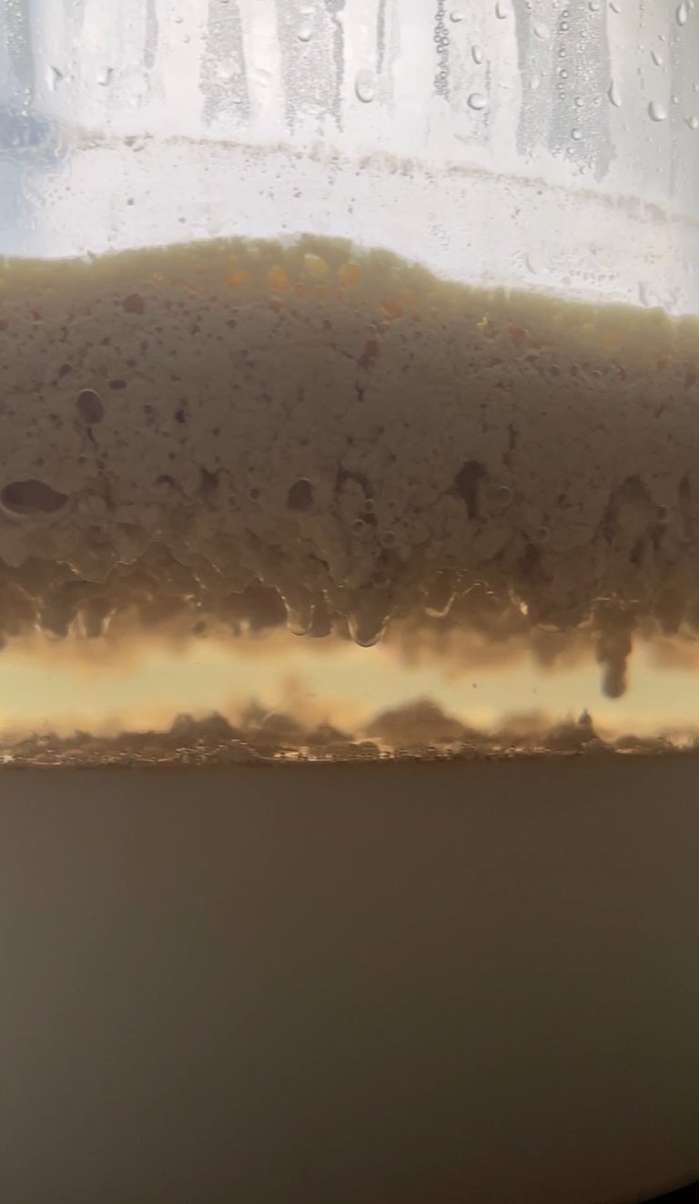 mawar coconut milk oil naturally separating using fermentation process