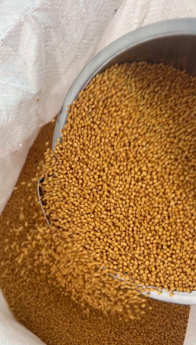 yellow mustard seeds traditional cold pressed oil