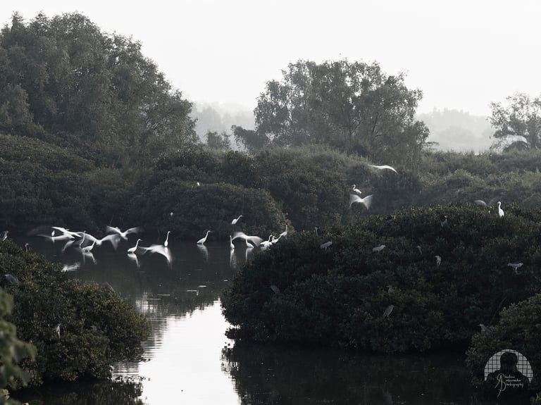 Flight and Stillness