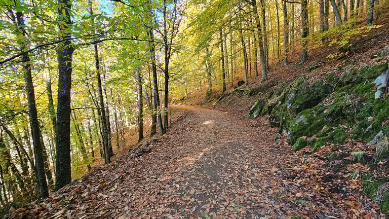 Rota das Faias - Serra da Estrela