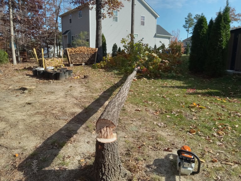 Red Oak tree removal close to house was safely dropped in a gap to prevent structural damage