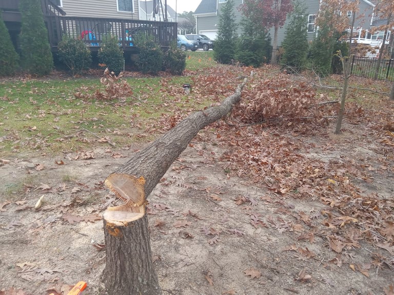 Removing a disease red oak tree in a tight place using advanced directional felling techniques