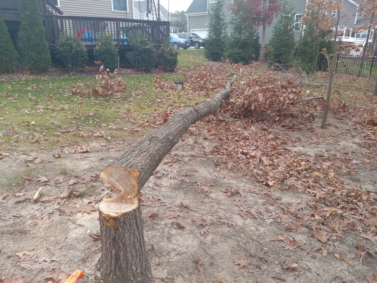 Red Oak tree removal close to house, deck and fence