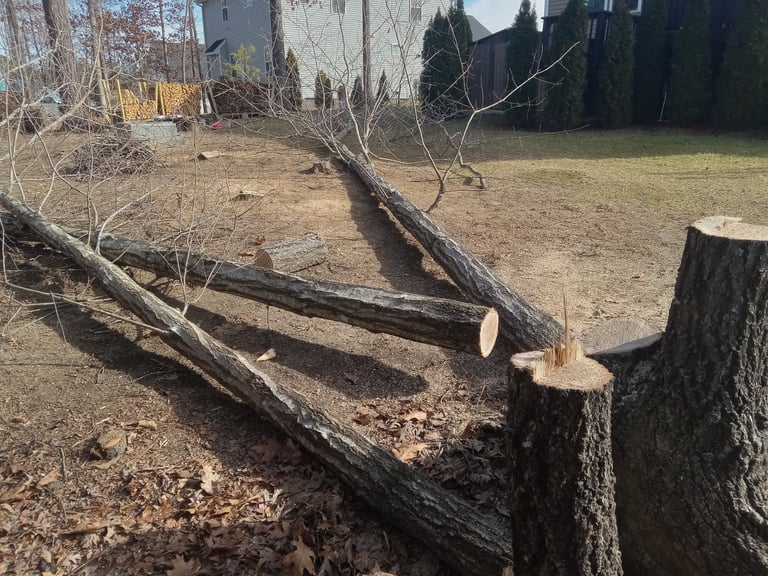 Red Oak Tree removal with co-dominate leaders and a third trunk growing out of a long-rotten stump