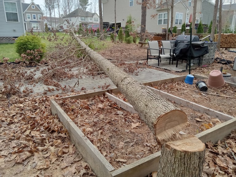Removing a disease white oak tree in a tight space in Chesterfield VA