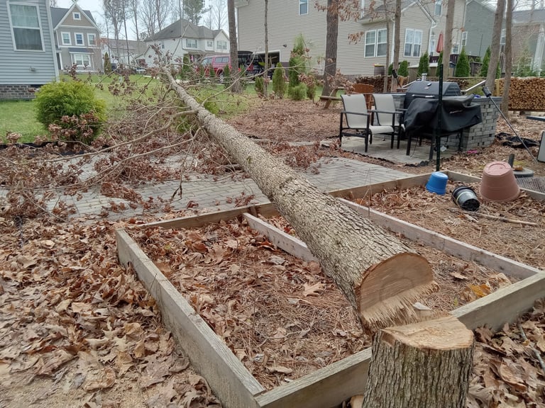 White Oak tree ground removal in central Virginia, protecting gardens and structures nearby