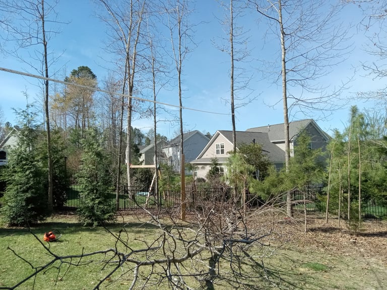 Rigging a tall Sweetgum tree for safe and efficient removal in Chesterfield Virginia