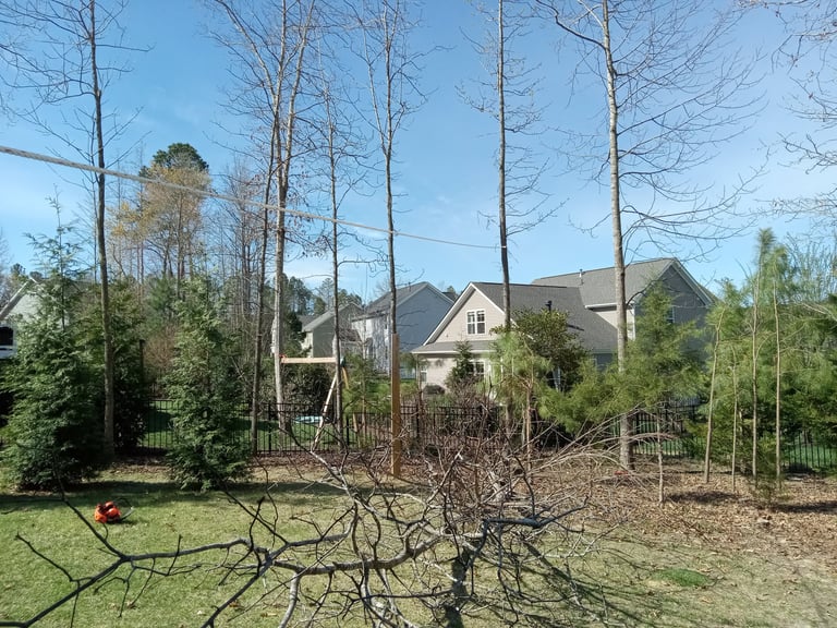 Using a rope pull on a taut line to drop a back-leaning tall, small diameter Sweetgum tree in Central Virginia