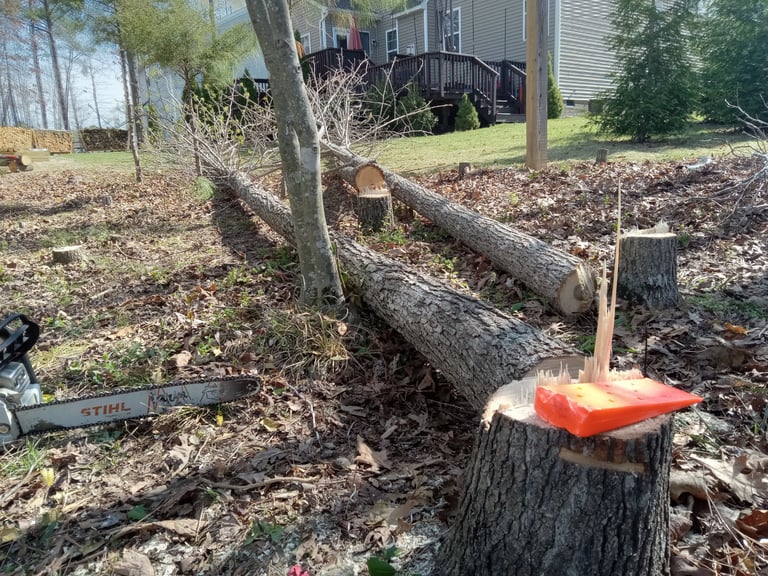 Removing tall and skinny trees in central virginia
