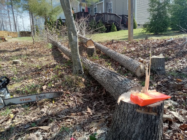 Removing two hickory trees and a sweetgum in succession to avoid hitting any other tree or structures in a tight drop zone