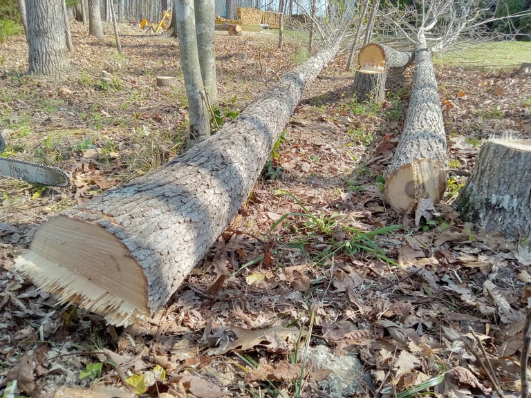 Removing tall, skinny and diseased trees in central virginia