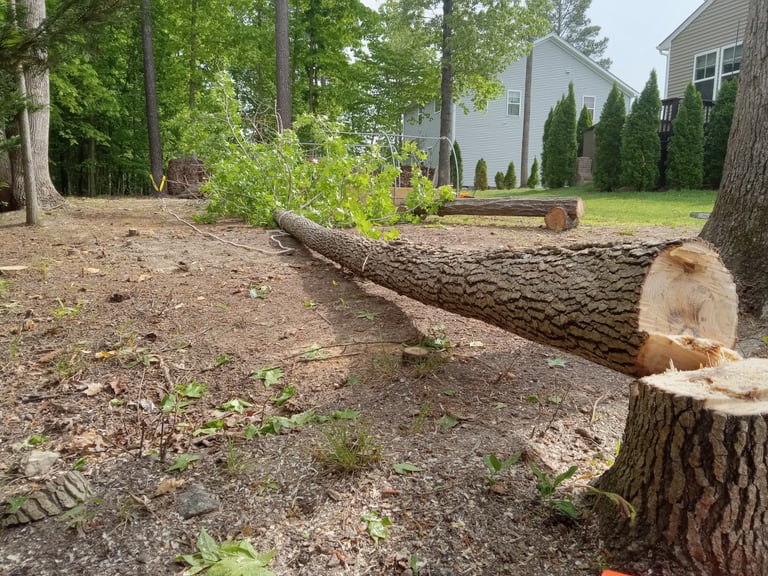 Removal of Sweetgum tree next to a fence with a dead top