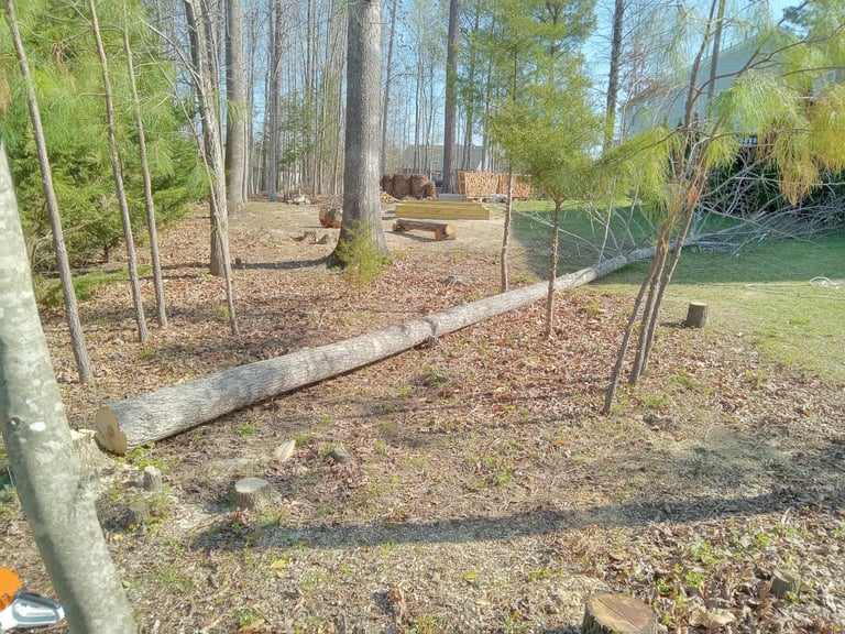 Removing an aggressive tulip poplar crowding out the canopy for the remaining trees to mature healthier in Harpers Mill, VA