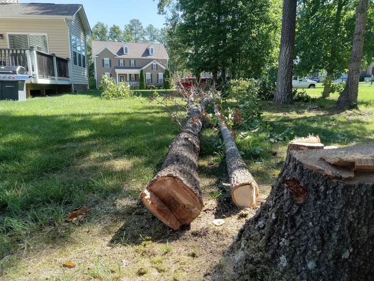 Removing a leaning dead oak tree from a suburban yard in harpers mill, chesterfield va