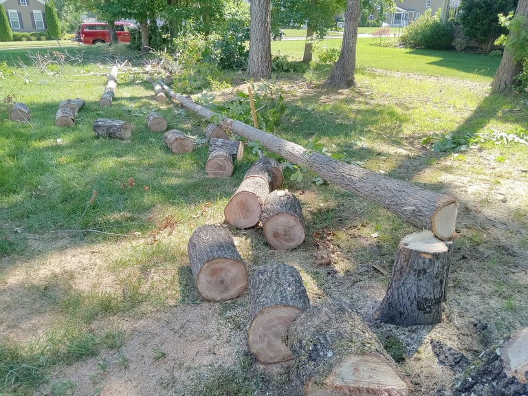 Cutting up a cut down dead oak tree into log rounds for firewood in harpers mill, chesterfield va