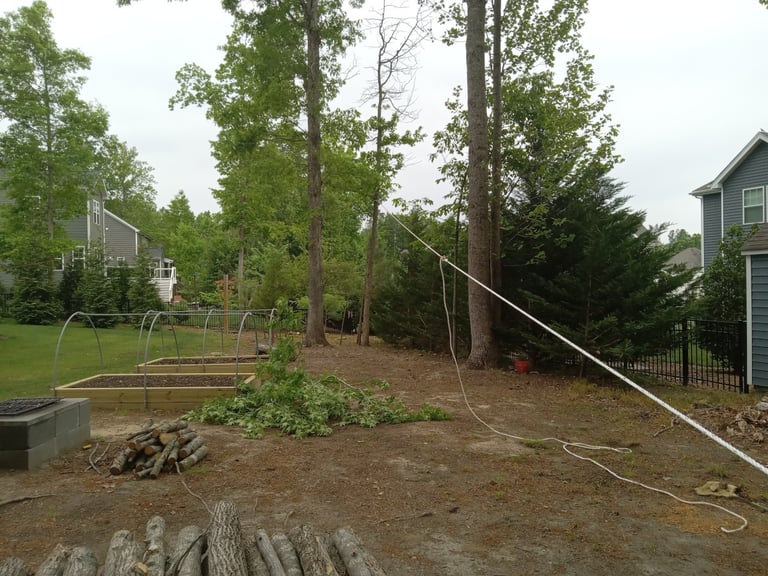 Rigging a backleaning Sweetgum to come down safely using a Maasdam rope puller