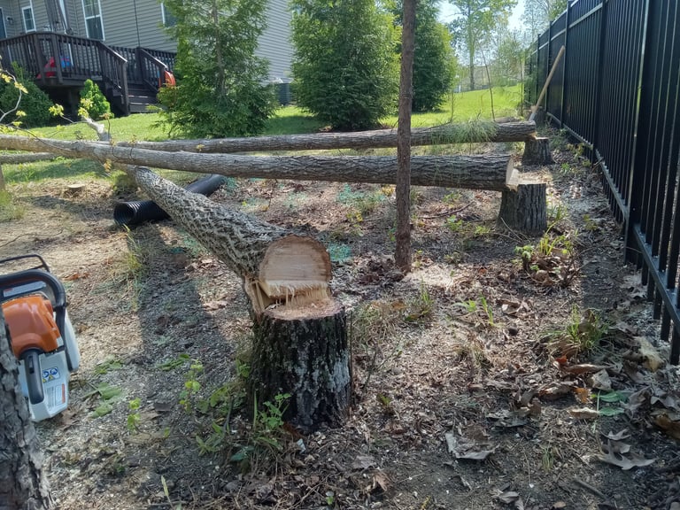 Removing invasive trees growing too close to fence in Central Virginia