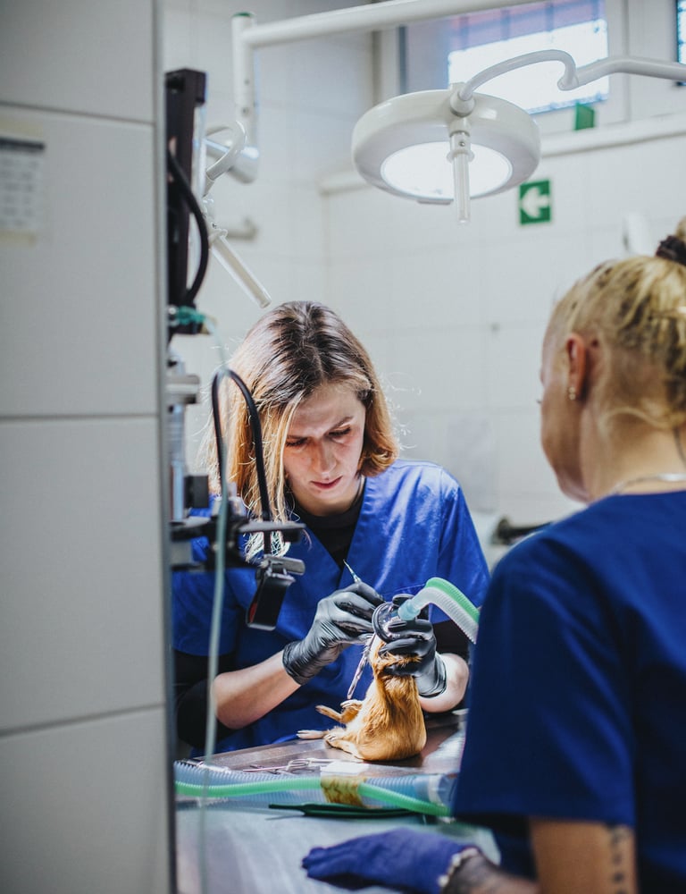 lek. wet. Aleksandra Bobińska przy pracy