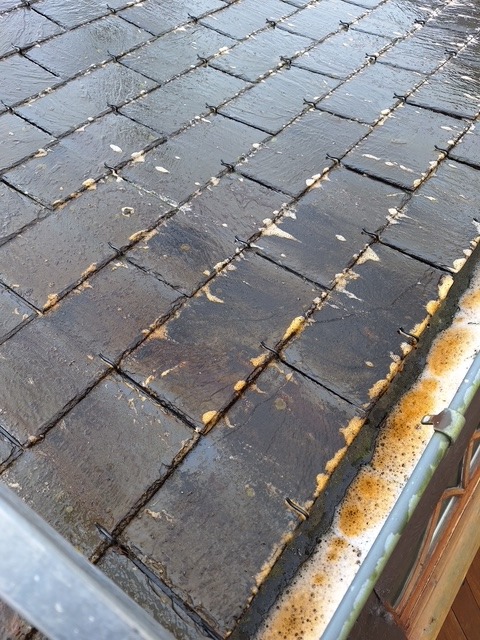 traitement anti mousse