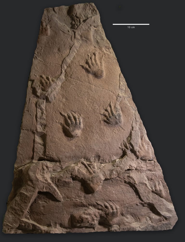 Fährte von Dimetrodon teutonis