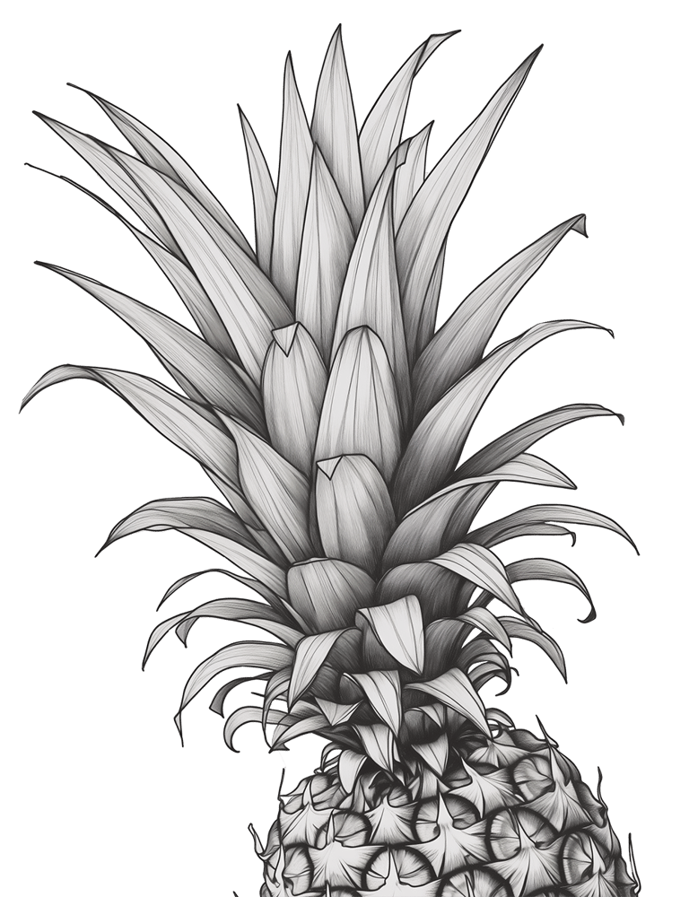 Pineapple line illustration, © 2025