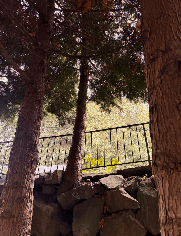 Evergreen tree removal in Edmonds, WA with the trees growing from a rock retaining wall in a yard