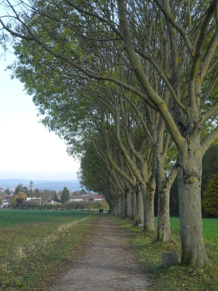 Uma intervenção urbana que transformou a paisagem da cidade de Kassel, na Alemanha, plantando 7.000