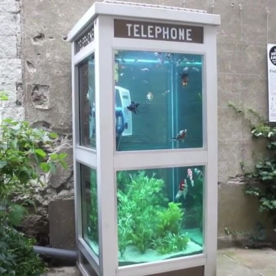 Phone Booth Aquariums – Benedetto Bufalino