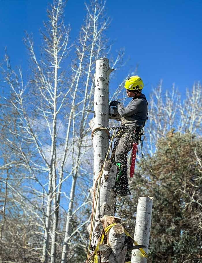 Professional tree removal and arborist cutting services in Grand Junction, CO.