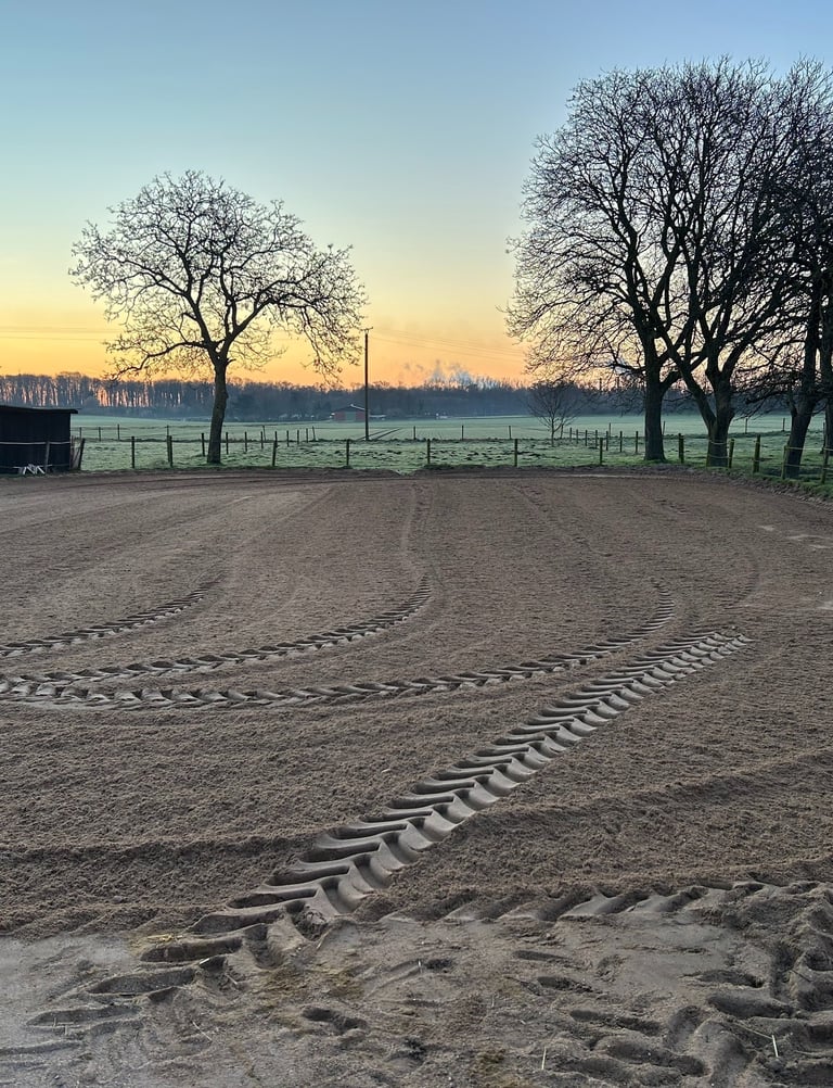 fresh sand horse outdoor arena at sunrise with trees in the background.