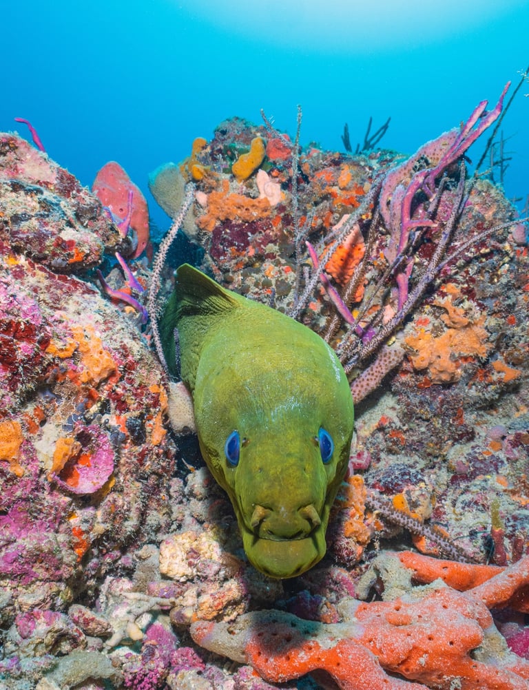 close-up of marine creature with unique texture – underwater image from global dive travel