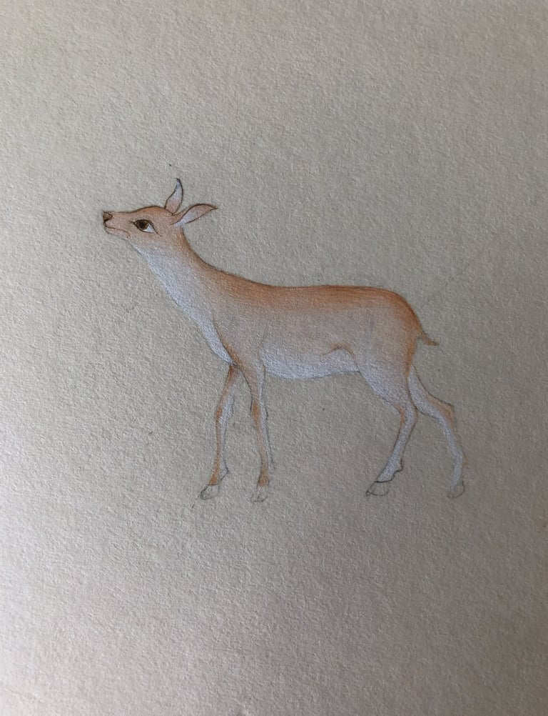 Yavru Ceylan Minyatür Sulu Boya Çalışması