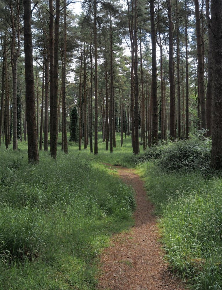A path through a forest of pine trees