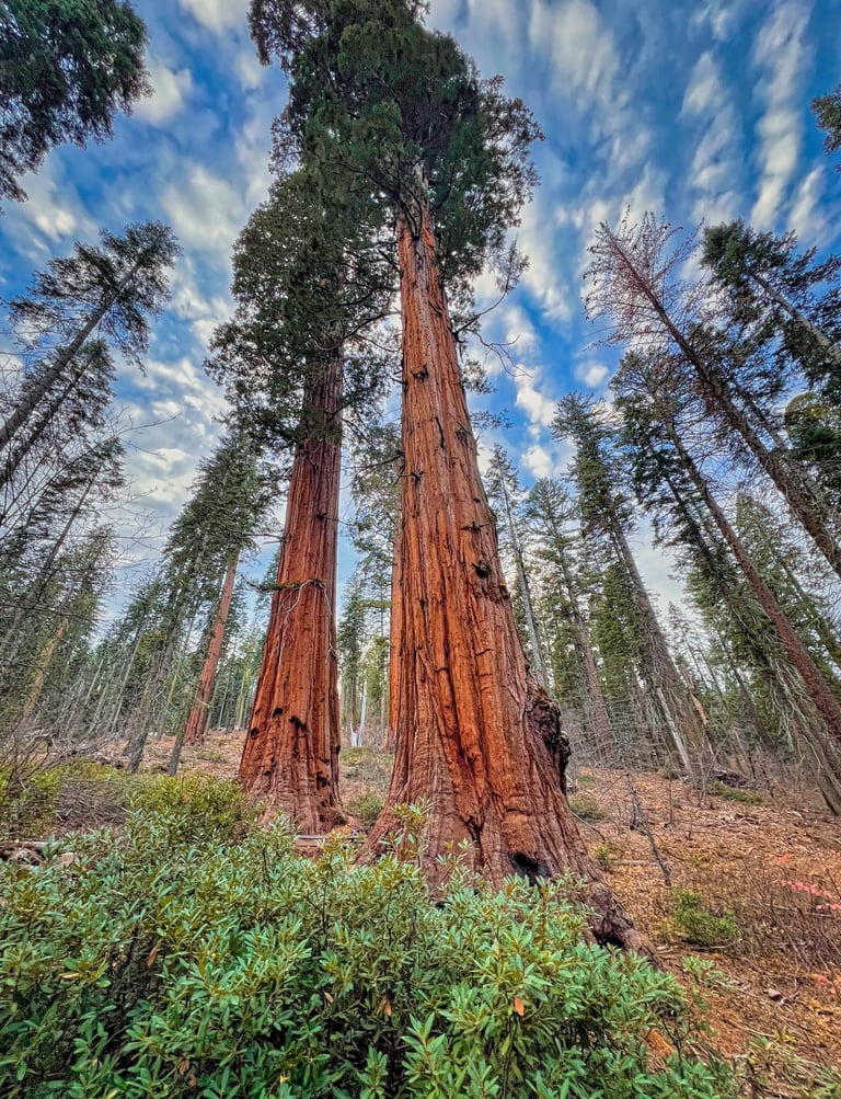 Giant sequoia trees tower over a lush forest floor in Sequoia National Park under a bright blue sky.