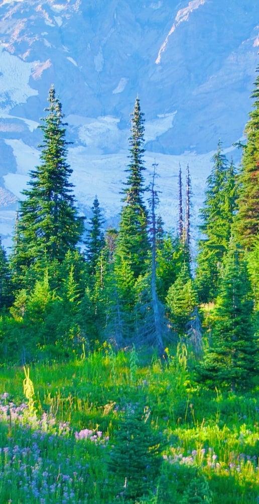 Snow-capped Mount Rainier rises above a lush green subalpine meadow and evergreen forest in Washington State.