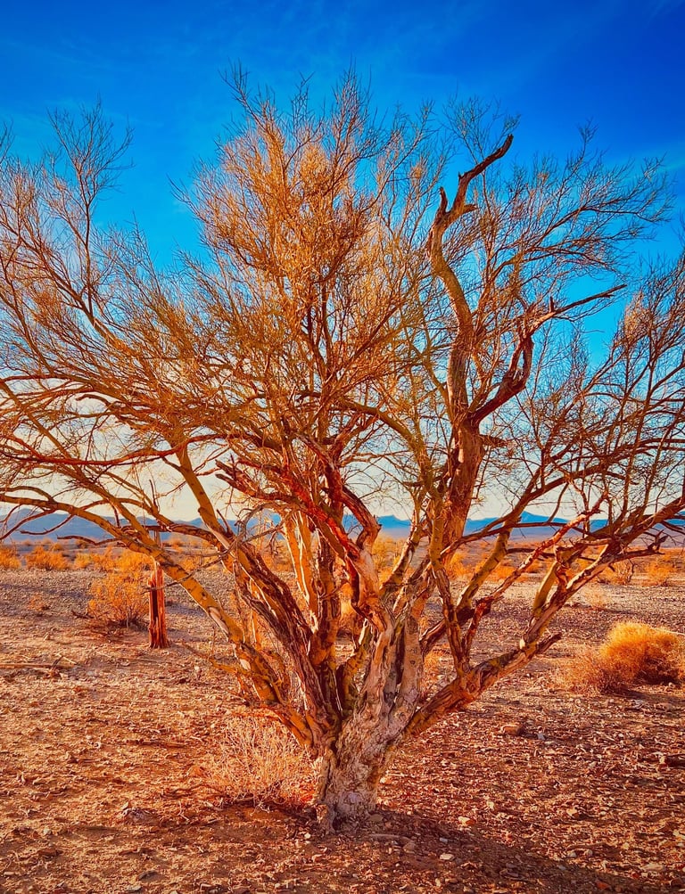 Golden desert landscape featuring a large sunlit tree and saguaro cacti under a blue Arizona sky.
