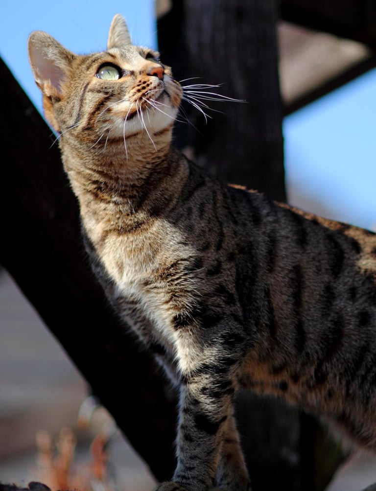 Pi the bengal cat watching the birds