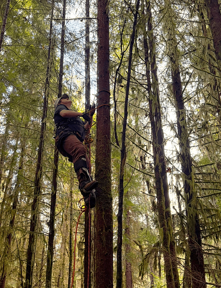 A tree service in Lynnwood WA has a crew member climbing for a tree removal