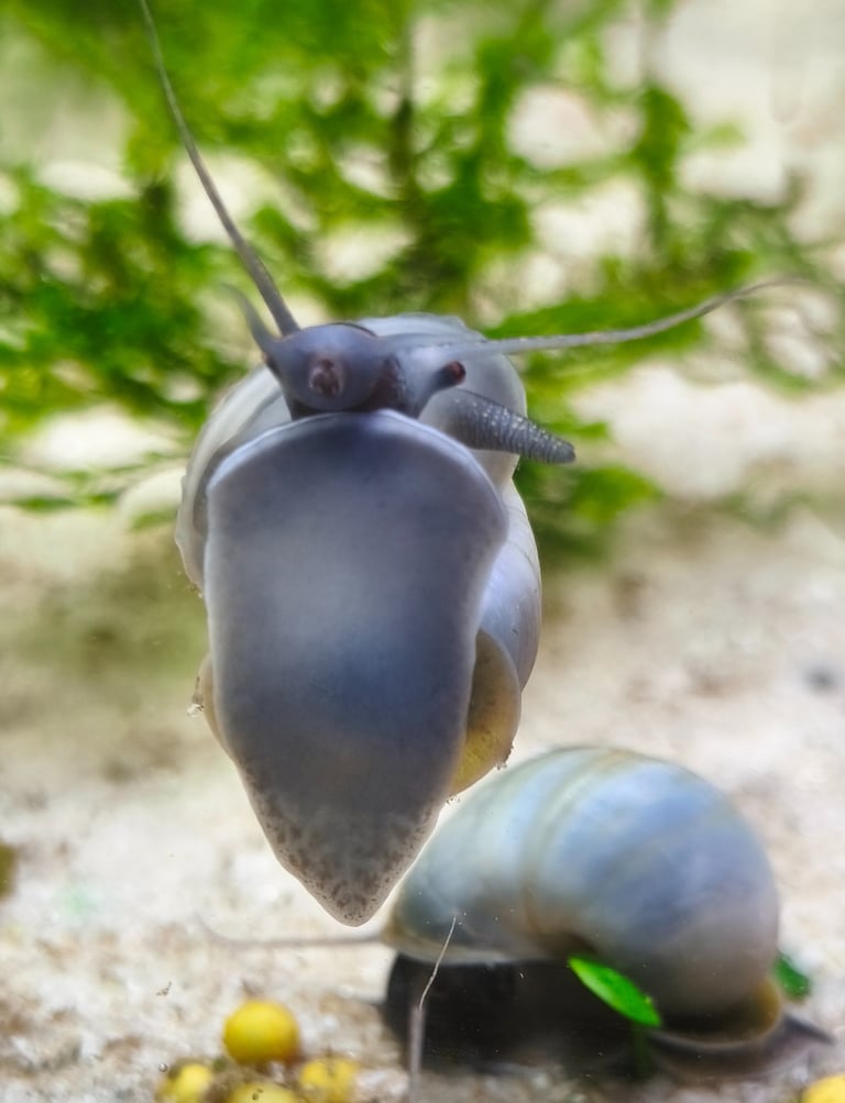 Sky Blue Mystery Snail with light blue shell and foot - Shell & Fin