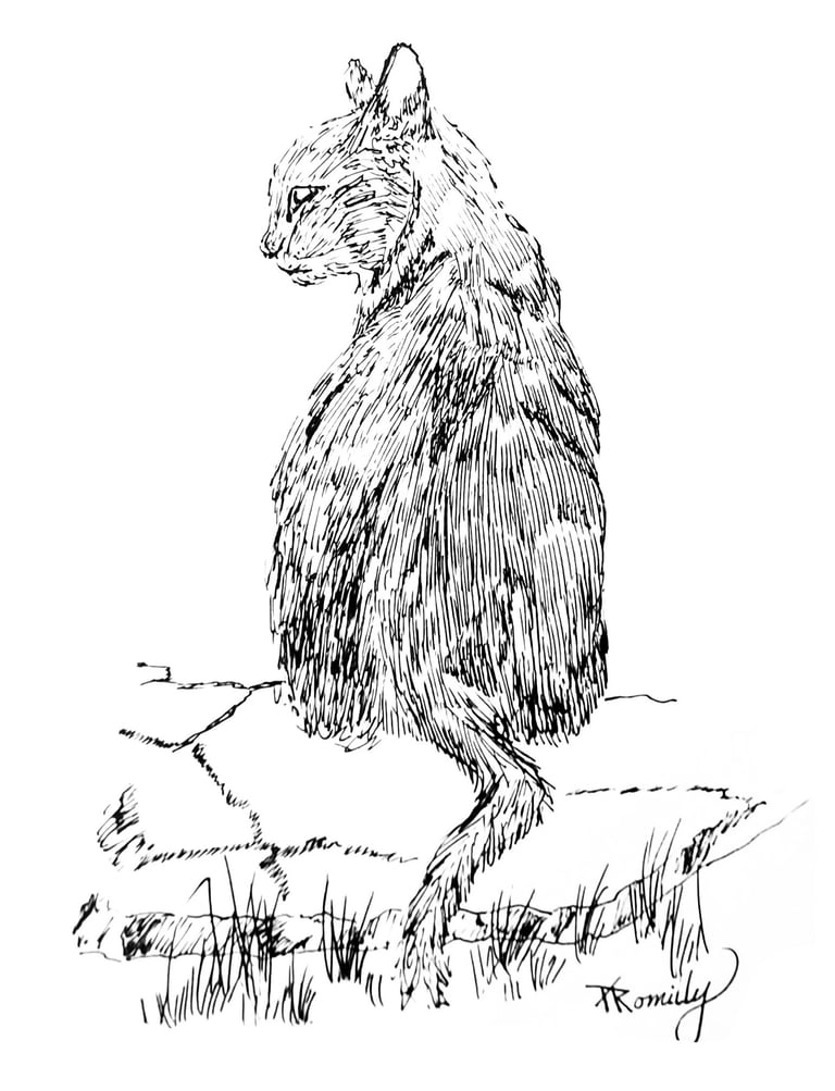 A detailed black ink sketch of a cat sitting on flagstone, showing fine line art and hatching.
